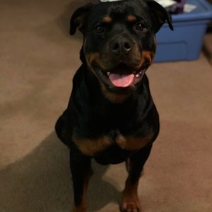 Meet your Posher, Steven